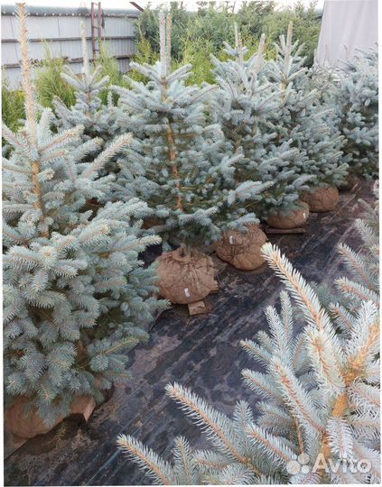 Сосна Ель голубая Кедр Пихта Кедр Туя Можжевельник