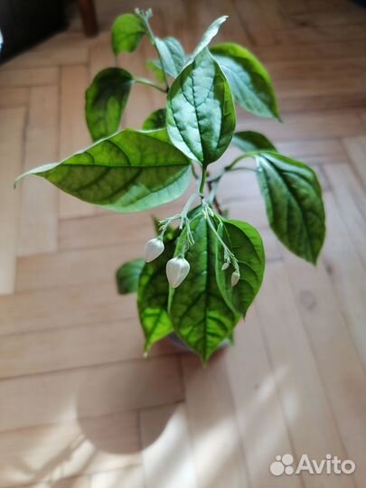 Клеродендрум