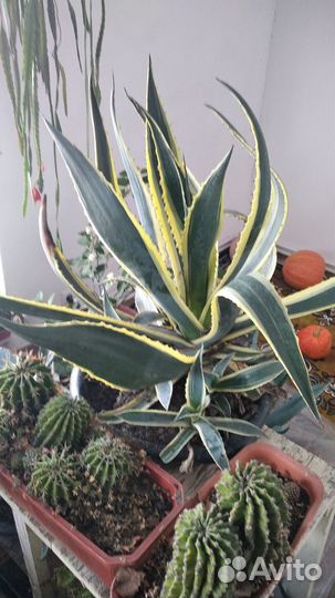 Кактусы и суккуленты