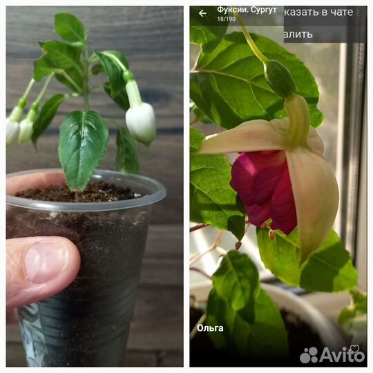 Фуксия сортовая