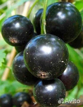 Смородина черная,красная,белая, крыжовник саженцы