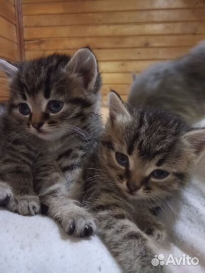 Котята