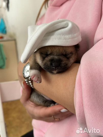 Щенки Сиба ину