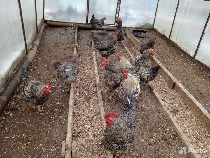 Молодые петухи