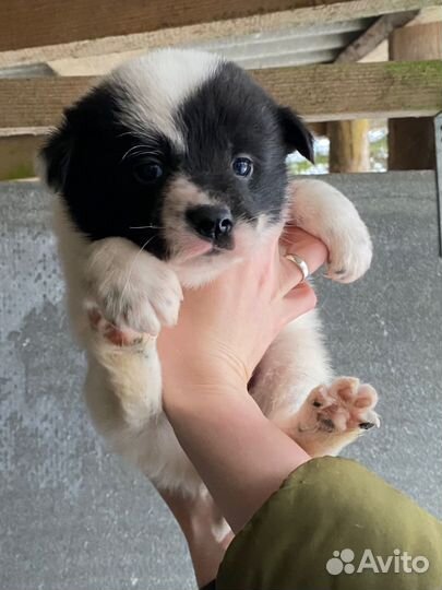 Щенки русско европейской лайки