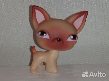 LPS чихуахуа #1