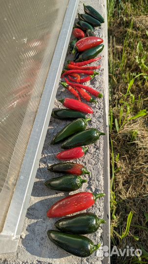 Халапеньо семена перца