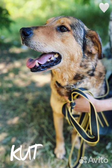 Кит ищет дом