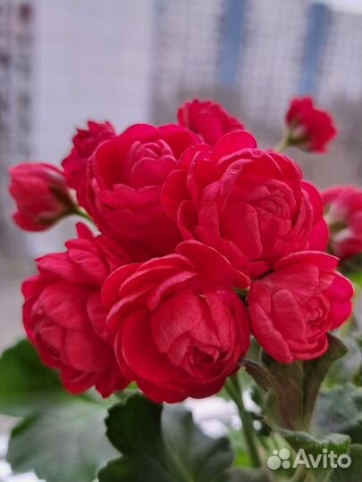 Пеларгония герань Pac Viva Rosita черенок