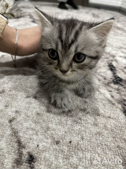 Котята от шотландской кошки