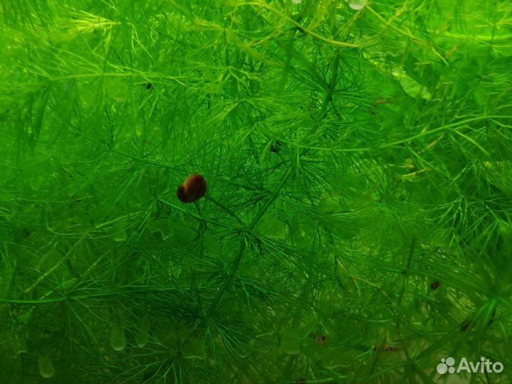 Роголистник