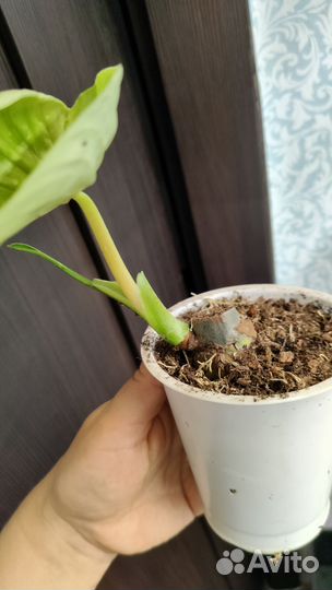 Филодендрон Пловмани