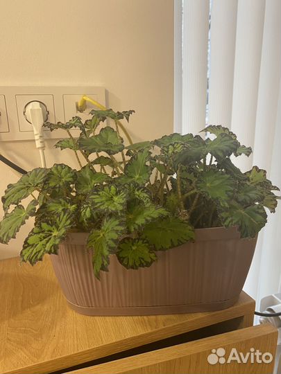 Комнатные растения цветы