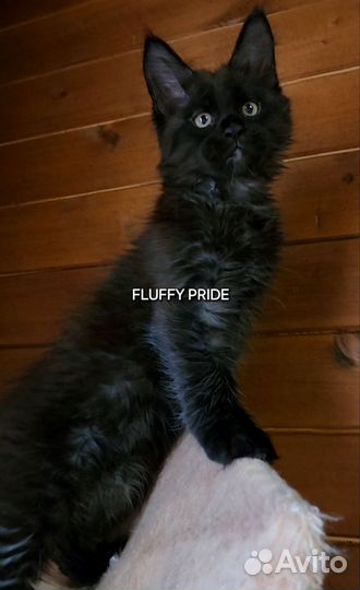 Котята мейн-кун черный мальчик