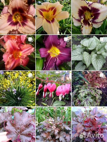 Многолетники, однолетники