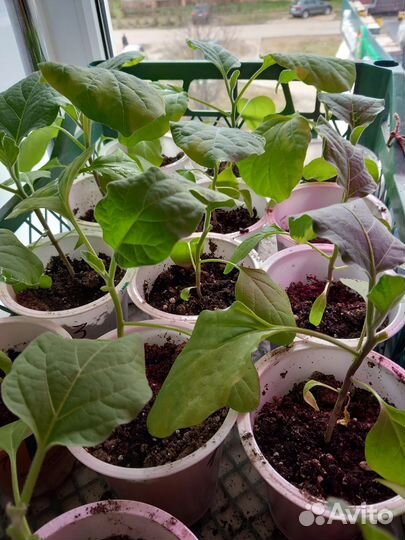 Рассада томатов, перцев и баклажан