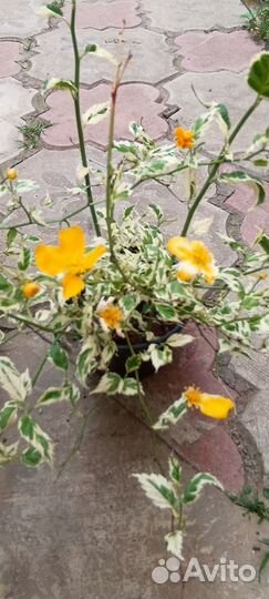 Хвойные, декоративные