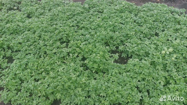 Рассада помидор, перец, огурцы, капуста