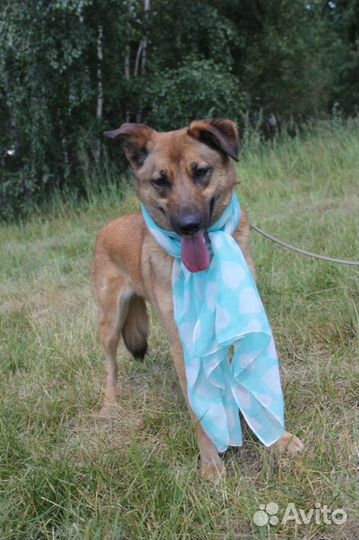 Собака в добрые руки, Кози