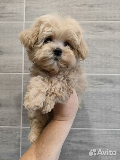 Мальтипу f1 micro