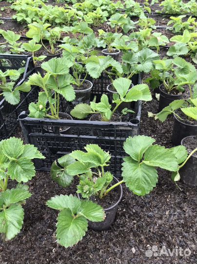 Рассада клубники Купчиха