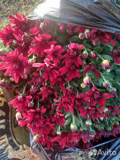 Цветы хризантемы мультифлора