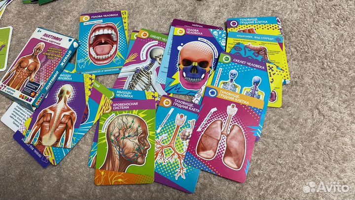 Анатомия. карточки. дополнительная реальность