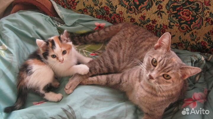 Котята в добрые руки