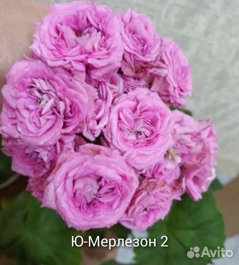 Пеларгонии сортовые часть 3