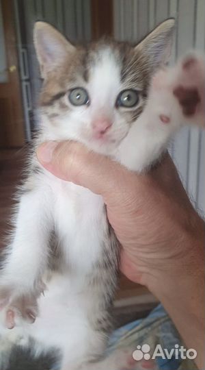 Котятки в добрые руки