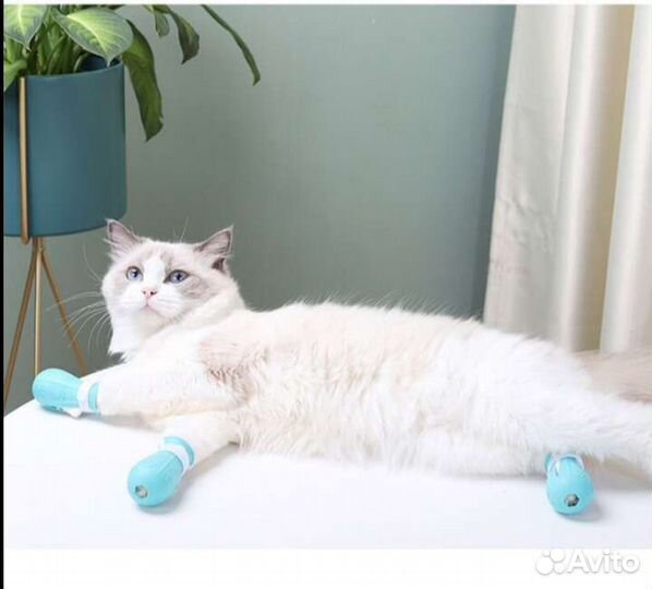 Антицарапки, защита от царапин для кошек