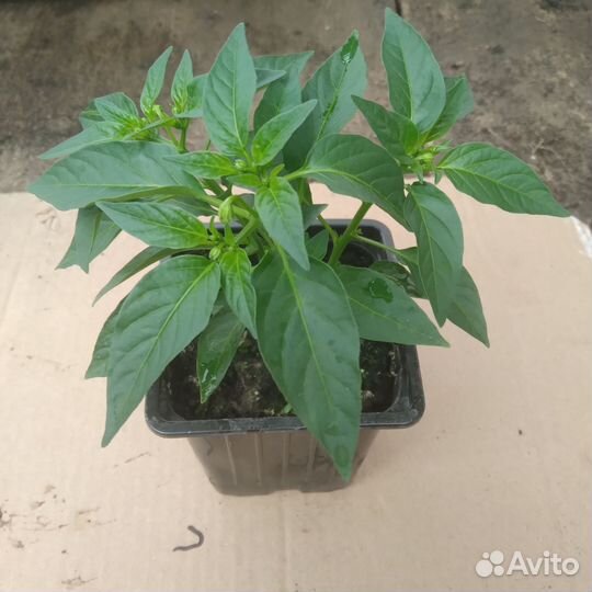 Комнатный перчик