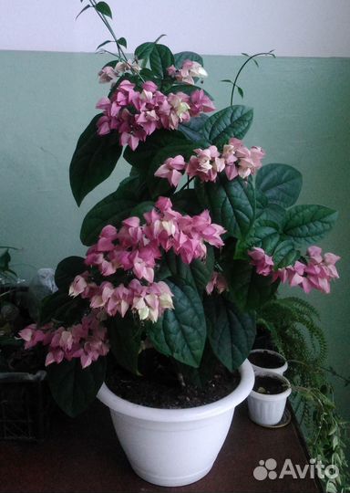 Домашние растения 1