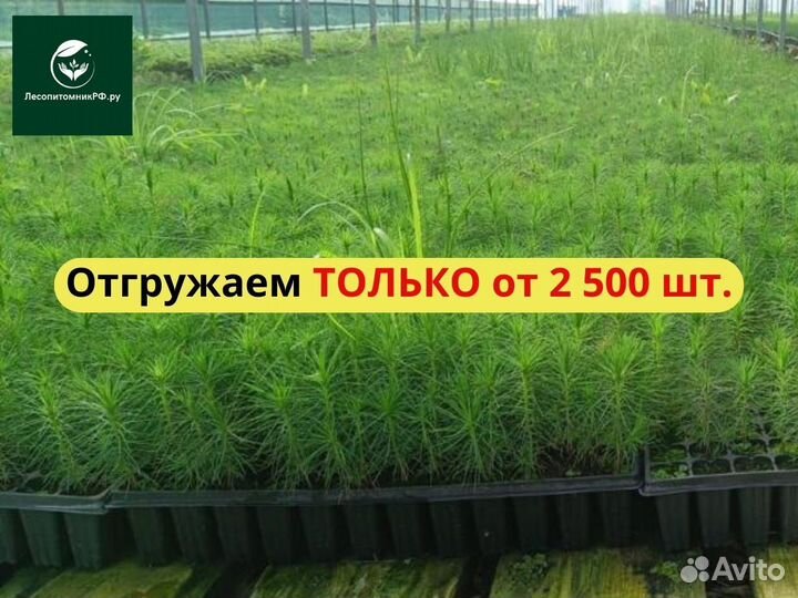 Сеянцы сосны зкс от производителя