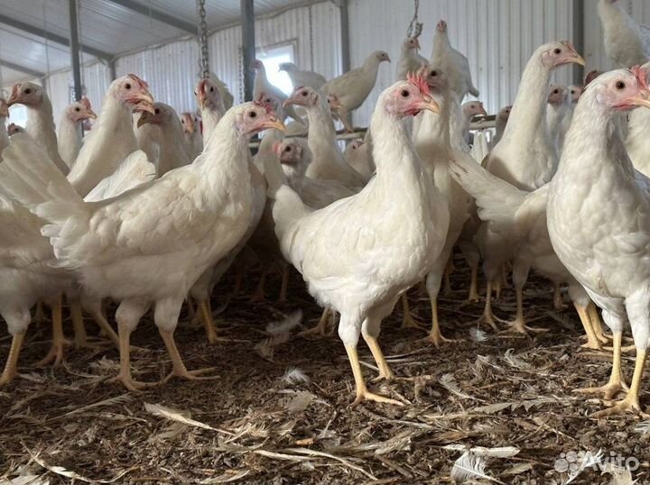 Куры молодки несушки