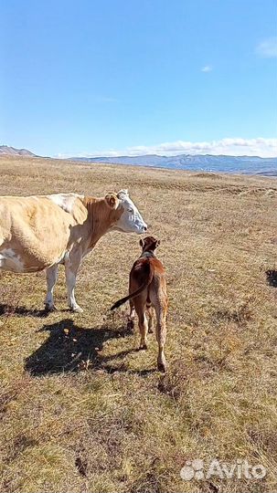 Корова с бычками