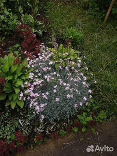 Гвоздика многолетняя