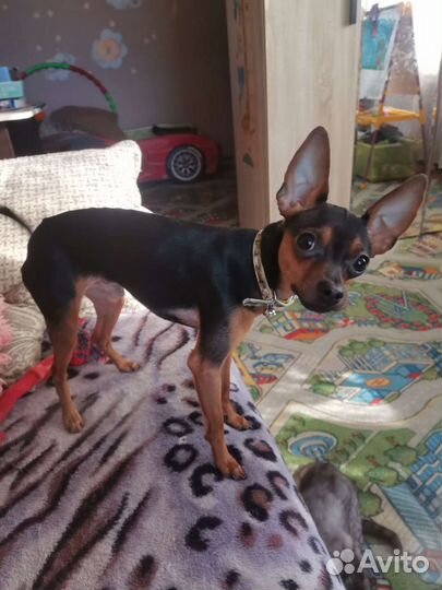 Той-терьер вязка