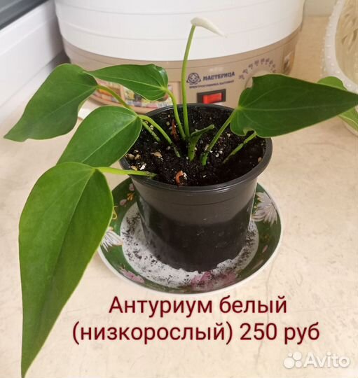 Комнатные растения
