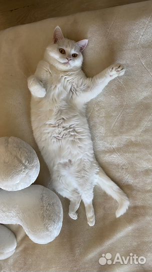 Кошка домашняя в хорошие руки