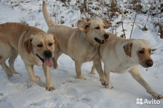 Передержка собак