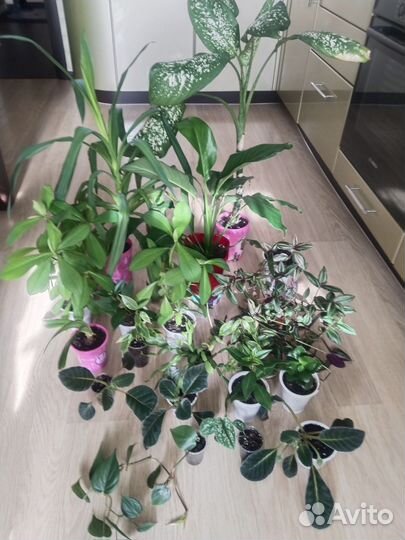 Комнатные цветы