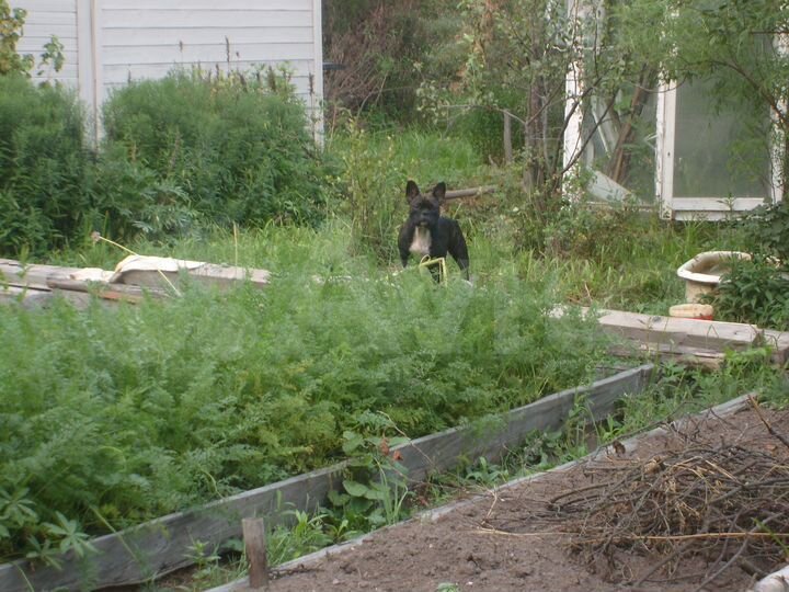 Дача 48 м² на участке 7 сот.