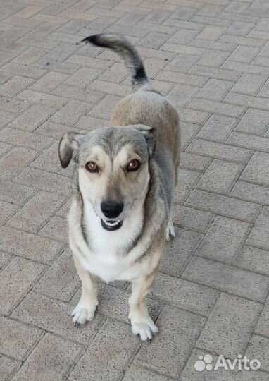 Потерялась собака