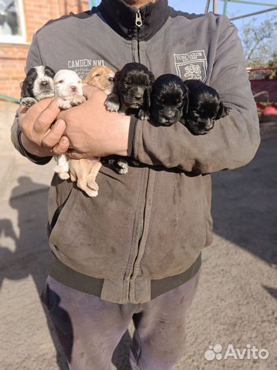 Кокер спаниель