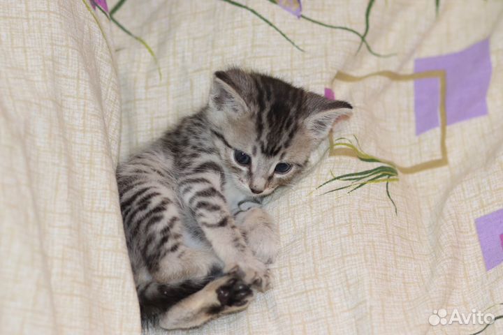 Котенок ищет дом