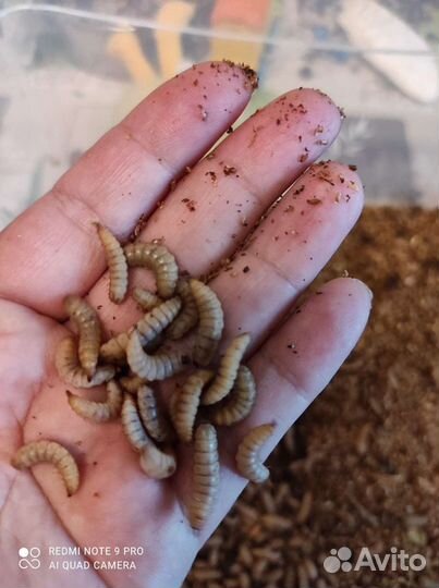 Зофобас, мучник, огневка, львинка (живой корм)