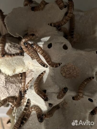 Кормовые насекомые мучник,зофобас