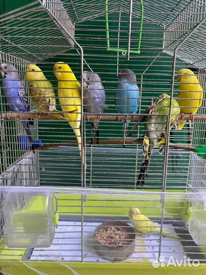 Волнистый попугай