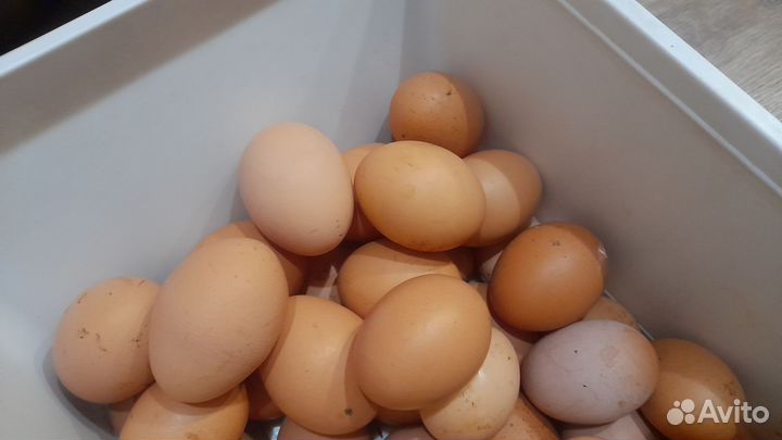 Домашние куриные яйца